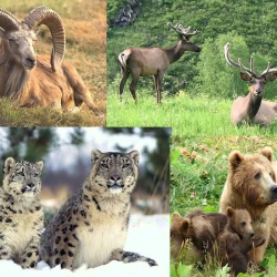 Кыргызстандын Кызыл китеби жаңыртылат