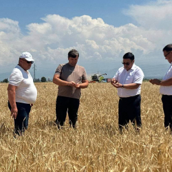 Ысык-Ата районунда кылкандуу дан эгиндерин жыйноо иштери башталды
