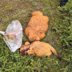 Суурларды мыйзамсыз аткан жаран айыпка жыгылды
