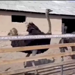 Төө куштарды талаптагыдай бакпагандарга айып пул салынды