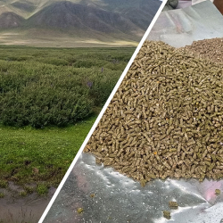 Суусамырдагы көйгөйгө Кытай тажрыйбасы жардам бериши мүмкүн