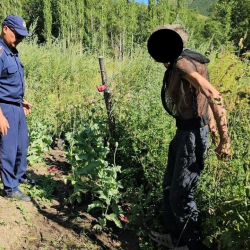 Токтогул районунда 54 түп апийим өстүргөн жаран кармалды