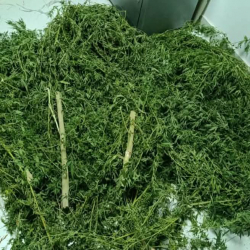 Кызыл-Кыяда короосуна кара куурай өстүргөн жаран кармалды