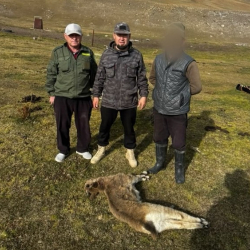 Кочкордо жапайы тоо текенин улагын мыйзамсыз аткан тургун кармалды