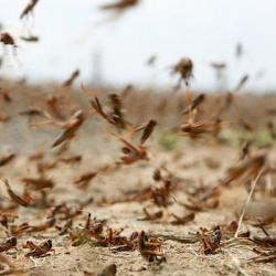 Чүйдө зыянкеч чегирткелердин жайылуусу боюнча мониторинг жүргүзүлдү